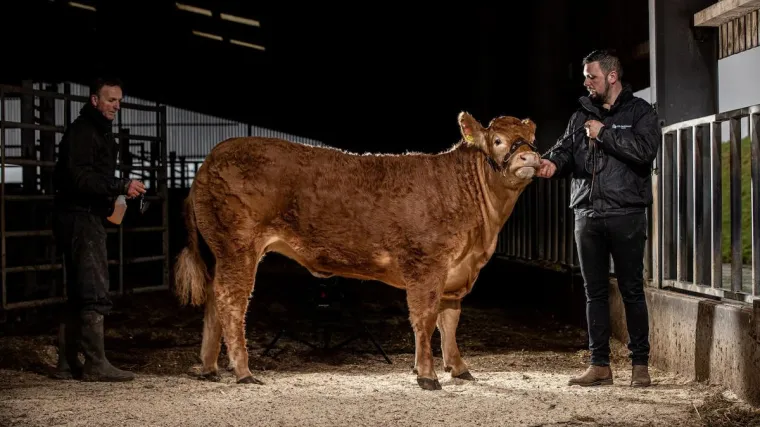 Krava Posh Spice prodana za 299 tisuća eura: 'Ima određeni faktor X'