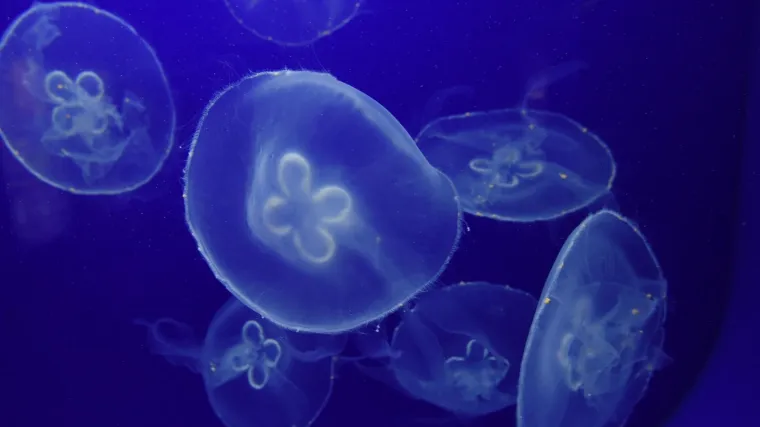 'Ja ovo zimi nikad nisam vidio, kidaju nam mreže!'