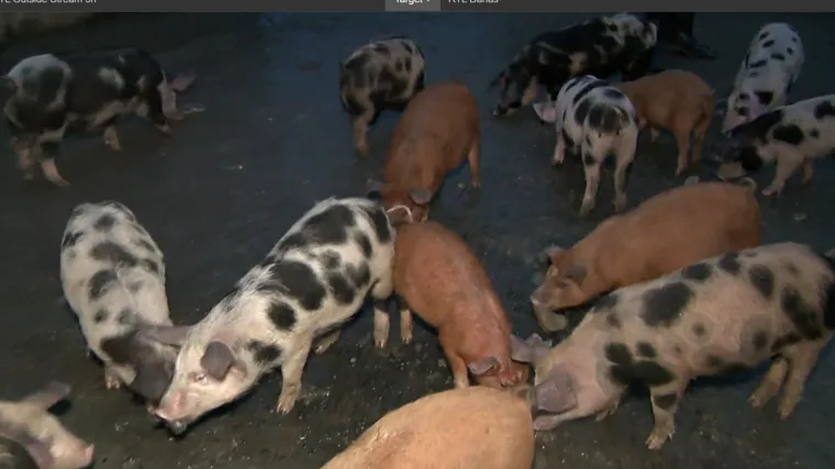 Formulom iz Osijeka do pravednijeg mjerenja masti i mi&scaron;ića