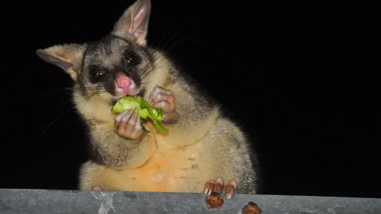 Sve veći broj Australaca napada bolest koja jede ljudsko meso. Mislio je kako ga je samo ugrizao komarac, ali na nozi mu se pojavila rupa