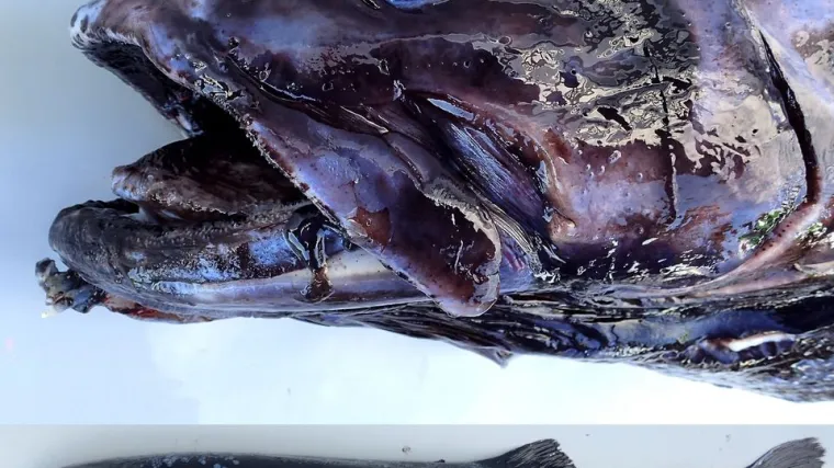 Predator je 5 puta veći od svih ostalih iz familije, a znanstvenici su ga odlučili i prikladno nazvati