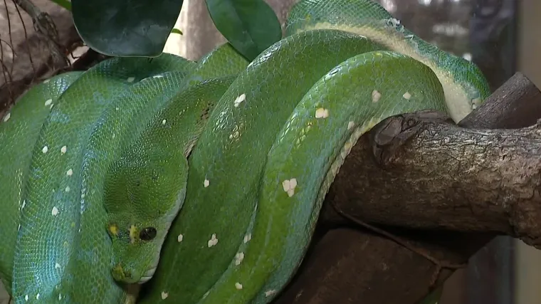 Sirove strasti u Zoolo&scaron;kom vrtu. Snimili smo pitone koji se bez prestanka pare već punih osam dana