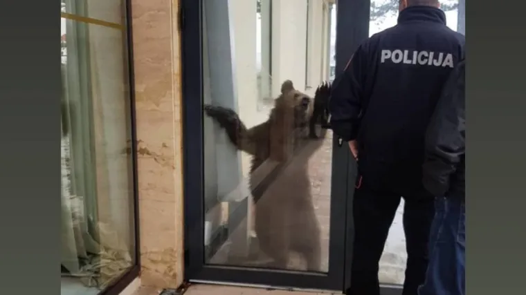 VIDEO U Crnoj Gori dva medvjeda pro&scaron;etala ulicom