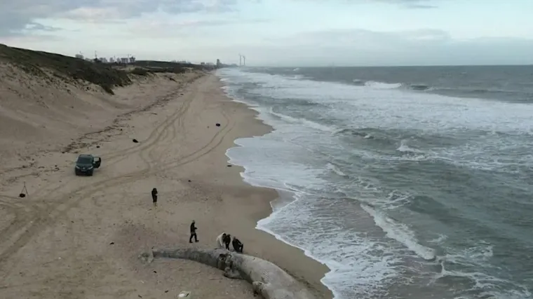 Izrael je zatvorio cijelu svoju obalu Sredozemnog mora zbog izlijevanja nafte: Najveća žrtva je kit, a vlast ne zna od kuda oneči&scaron;ćenje