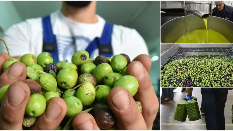 Dobro pazite &scaron;to kupujete! Vi&scaron;e od polovice maslinovih ulja koja nam prodaju kao ekstradjevičanska, to u stvari nisu