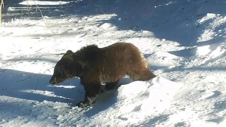 Medvjedi iz Gorskog kotara jo&scaron; bi trebali spavati zimski san: Za&scaron;to su se probudili?
