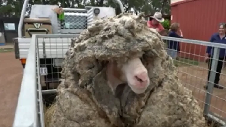 VIDEO POVIJESNOG &Scaron;I&Scaron;ANJA Jeste li znali kako izgleda ovca koja nije o&scaron;i&scaron;ana pet godina?