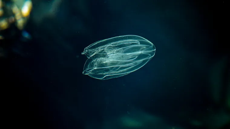 Životinje nalik meduzi prijete Jadranu: Drastično smanjuju fond sitne plave ribe, a tjeraju i kupače