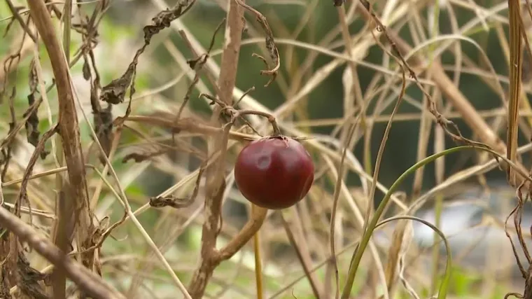 Učenici u &scaron;koli uzgajaju voće i povrće: 'Bolje nego u dućanu, tamo je obično uvoz. Ovo je bez pesticida'
