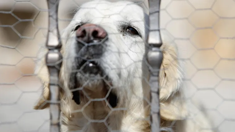 Retriver Rudi tužnog pogleda ispred rodne kuće Milana Bandića: 'Nije zalajao nijednom'