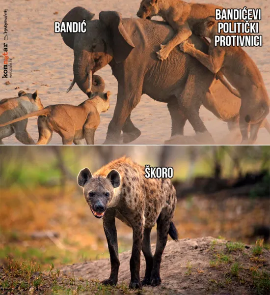 Uvijek negdje u grmlju