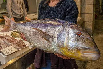 KAKAV KAPITALAC ULOVLJEN U OKOLICI PULE! Za ovog zubaca od 6 i pol kilograma trebat ćete izdvojiti oko 900 kuna