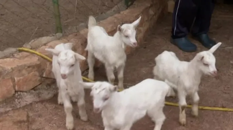 Mje&scaron;tanin Kistanja ima kozu s kojom se može pohvaliti: Na svijet je donijela čak četiri jarića