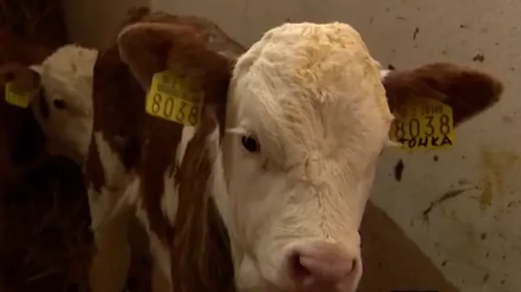 Krava kod Slatine dobila trojke: 'Svi se čude. I kod zubara su me pitali za telce'