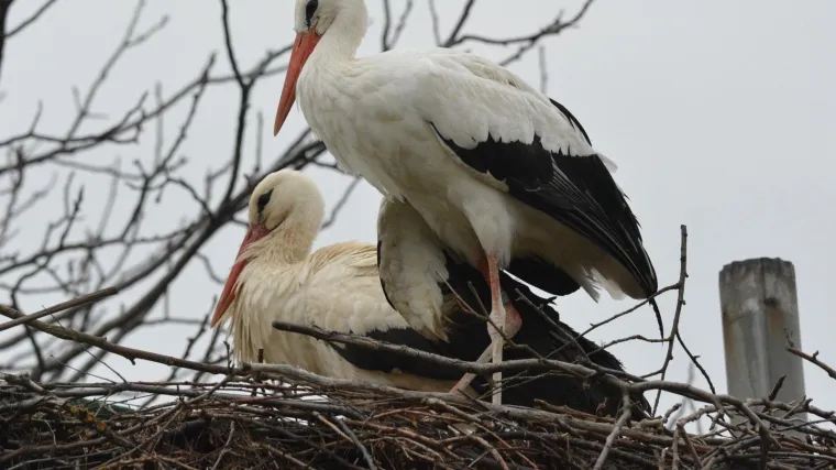 Rode su se počele vraćati, a Klepetana nema: 'Ne žuri se jer zna da je njegova Malena kod kuće'