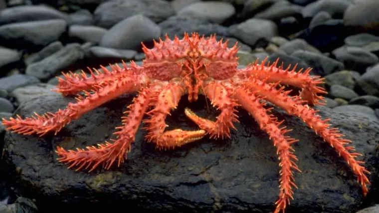 Može li cjepivo izazvati neobične nuspojave? Ova je žena nakon cjepiva hodala kao rak, je li bila riječ o najvećoj antivakserskoj prevari?