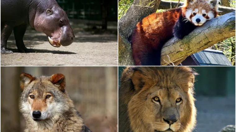 Testirali lavove, leoparde, vukove, deve...: U zagrebačkom Zoolo&scaron;kom vrtu nema koronavirusa!