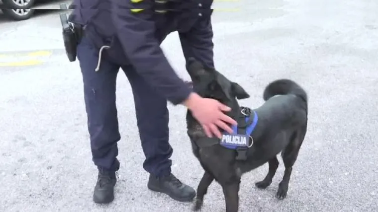 Zbog njene nju&scaron;ke palo je vi&scaron;e od stotinu kilograma marihuane - upoznajte Lily, policijskog psa za detekciju