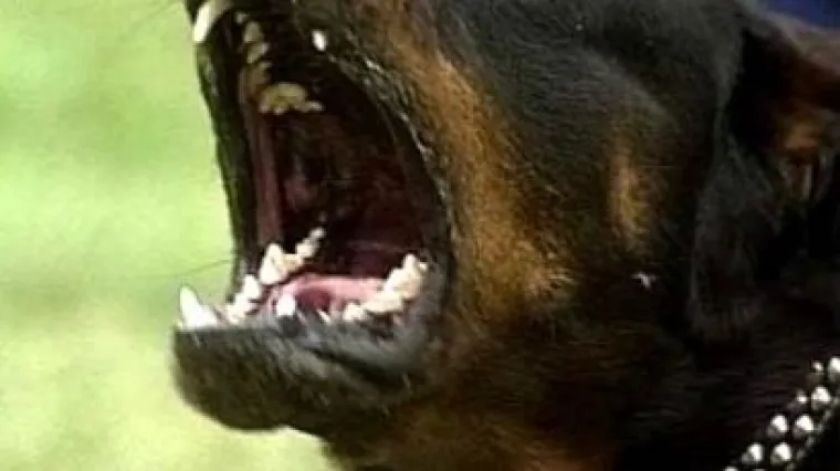 Užas! Djevojčica (8) pri&scaron;la psu na lancu, izgrizao ju je do smrti