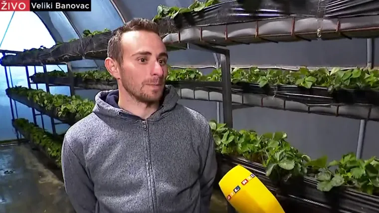 S proljećem stižu jagode koje svi vole, uzgajivač najavio: 'Za nekoliko tjedana beremo jagode'