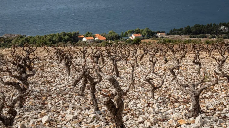 Jedinstveni u Hrvatskoj i svijetu: Pogledajte za&scaron;to je vino iz Ponikava tako posebno!