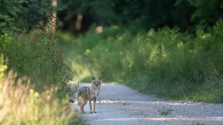 Zagrepčani o čagljevima u četvrti: "Kvart nam postaje zvjerinjak"