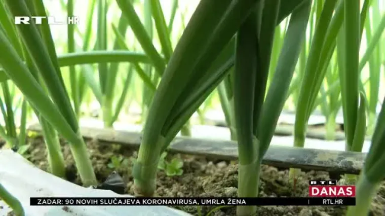 Vlasnici OPG-ova ove godine imaju vi&scaron;e kupaca nego ikad koji u moru uvoznog - traže domaće povrće