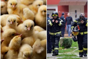 Zbog grijalice se zapalio gospodarski objekt, stradali deseci pilića; Ozlijeđen i vlasnik