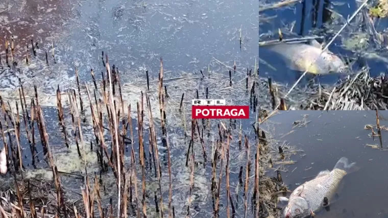 Izvadili 500 kilograma mrtve ribe, a ni mjesec dana poslije ne znaju tko je kriv: Potraga istražuje kako je do&scaron;lo do zagađenja jezera kod Đakova