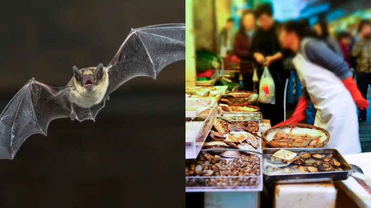 &Scaron;i&scaron;mi&scaron; kriv za pandemiju. Za&scaron;to se izvje&scaron;taj WHO-a na&scaron;ao pod paljbom kritika?