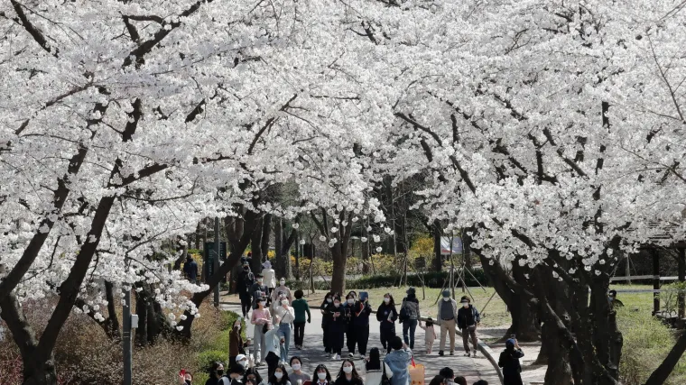 Cvjetanje tre&scaron;anja ove godine u Japanu krenulo je ranije nego ikad u zadnjih 1200 godina, a razlog je zastra&scaron;ujuć