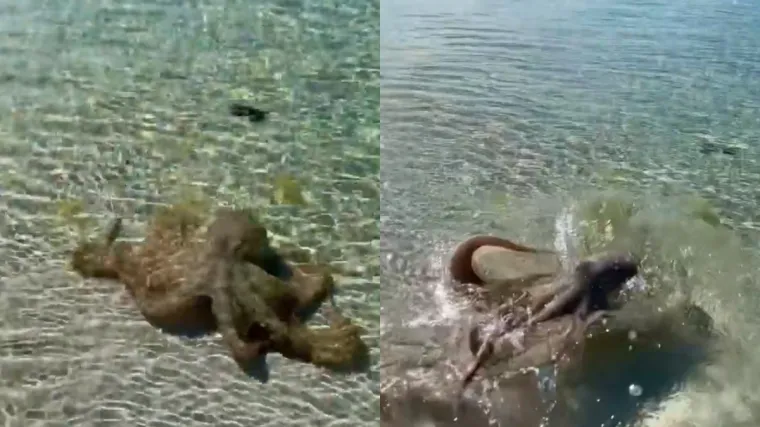 Zastra&scaron;ujuća snimka! Dok je s dvogodi&scaron;njom kćerkom &scaron;etao plažom, napala ga 'ljutita' hobotnica'