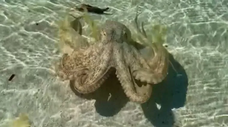 Po&scaron;teno ga je ozlijedila, a spas je na&scaron;ao u popularnom piću