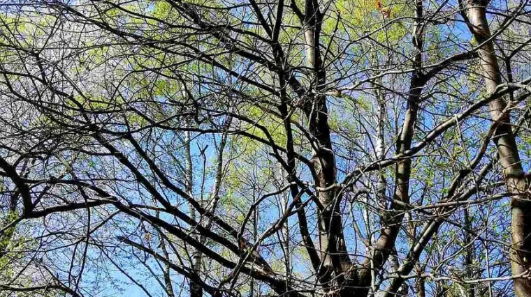 Kod Karlovca se popeo na drvo visoko 15 metara, ljudi zvali HGSS i policiju