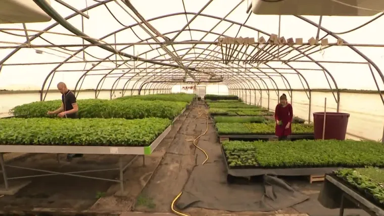 Prava &scaron;kola na pravom mjestu: U ovoj osječkoj &scaron;koli sutra će se prodavati čak 50 tisuća sadnica povrća i cvijeća