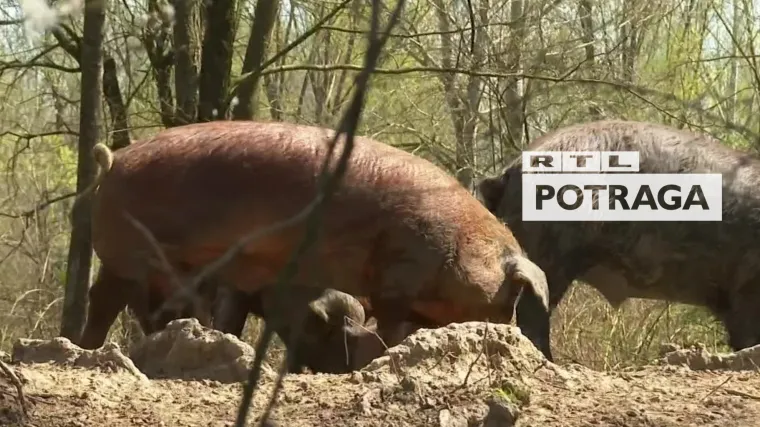 Potraga donosi priču o vlasniku farme koji kr&scaron;i ba&scaron; sva pravila: Na užas stručnjaka, pu&scaron;ta svinje da trče gdje god ih volja