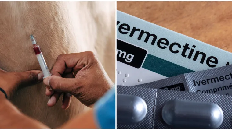 Ozbiljna upozorenja stručnjaka: Ljudi su se sami počeli liječiti od Covida i to s antiparazitskim lijekom za konje i krave