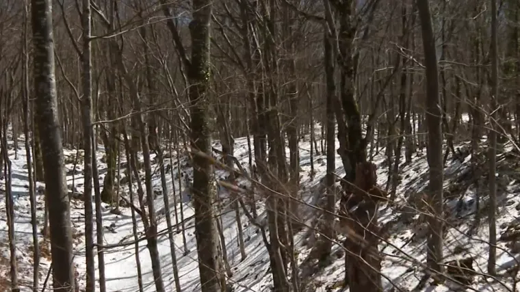 Na&scaron; adut protiv klimatskih promjena: &Scaron;ume su jedan od najučinkovitijih alata u borbi protiv globalnog zatopljenja