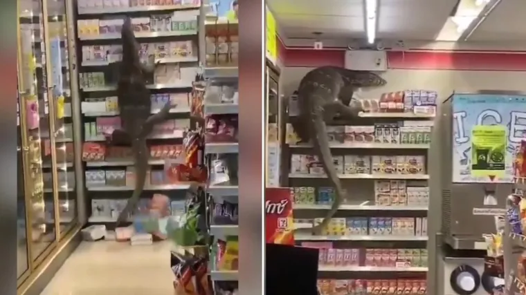 VIDEO U potrazi za hranom, divovski gu&scaron;ter u&scaron;etao je u trgovinu i smjestio se među policama