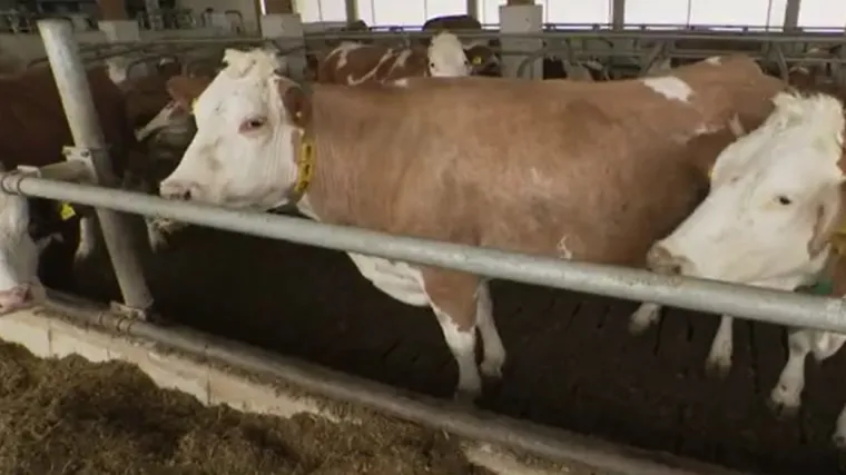Mljekarstvo ide nabolje na pametnoj farmi: Krave daju 20 do 30% vi&scaron;e mlijeka a imaju i veći broj mužnji