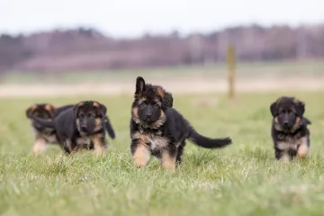 Uhićena dva muškarca, psići imaju parazite i prerano su odvojeni od majke