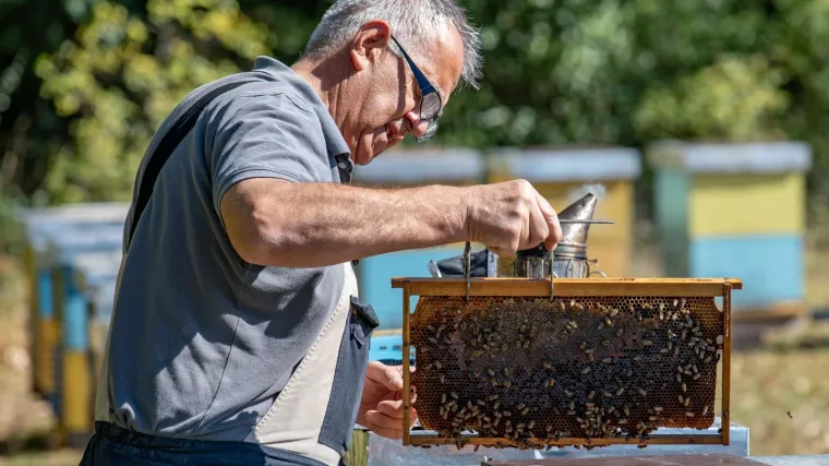 Pčelari na mukama: Temperature ispod ni&scaron;tice napravile veliku &scaron;tetu na drveću bagrema od kojeg se dobiva jedan od najkvalitetnijih medova