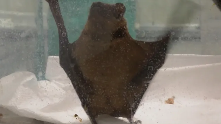 Ovo su najpoznatije teorije zavjere o koronavirusu