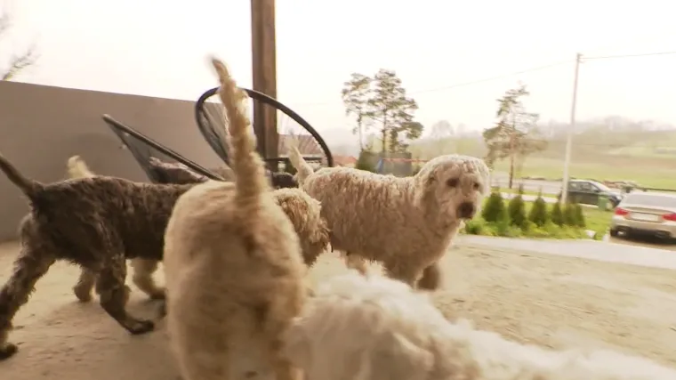 Ukradena prije tri godine! Obitelj je Bebu jedva prepoznala: 'Veterinar nije mogao snimiti ni srce, ni jetru...'