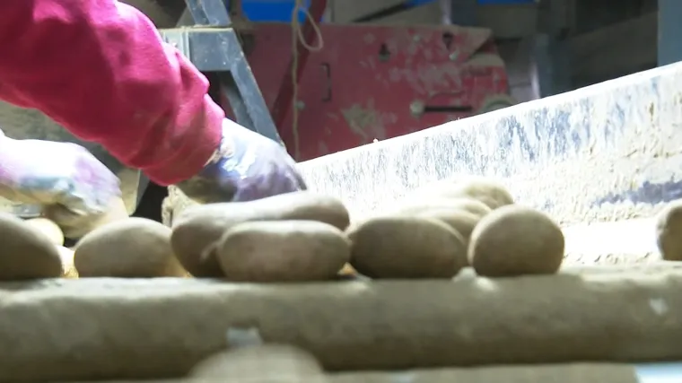 Kako nas varaju? Sezona vađenja krumpira je daleko: Otkrivamo &scaron;to se krije u mladim krumpirima iz Egipta ili Cipra