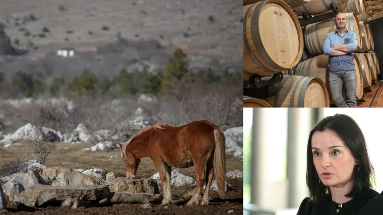Pisali ministrici Vučković, žestoko napali Tolu&scaron;ića: 'Kako je moguće da tek zasađen vinograd ima tako veliki urod!?'