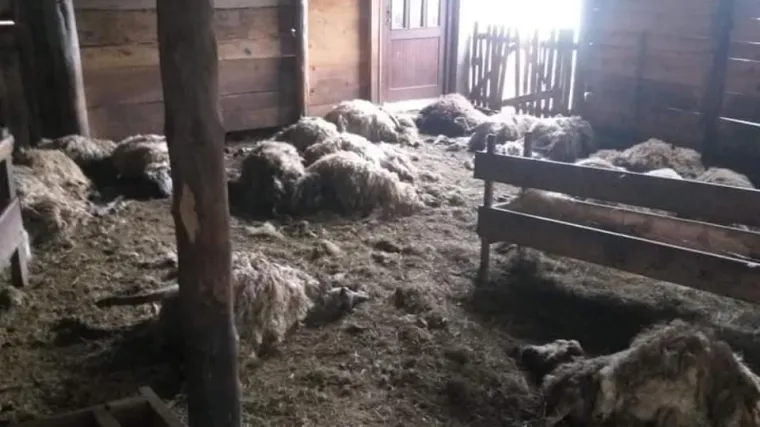 Čopor vukova zaklao 87 ovaca: 'Postali smo zemlja sa &scaron;to manje stanovnika a sve vi&scaron;e i vi&scaron;e vukova'