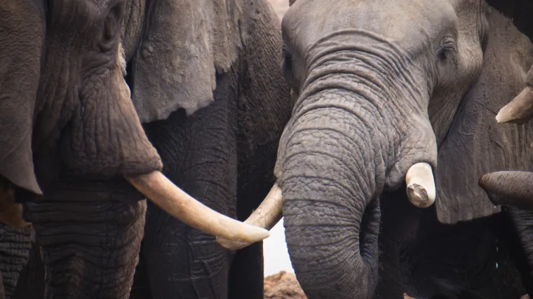 Stigla ga zaslužena kazna: Oti&scaron;ao je u krivolov, ali nije očekivao da će naletjeti na krdo slonova koje ga je izgazilo do smrti