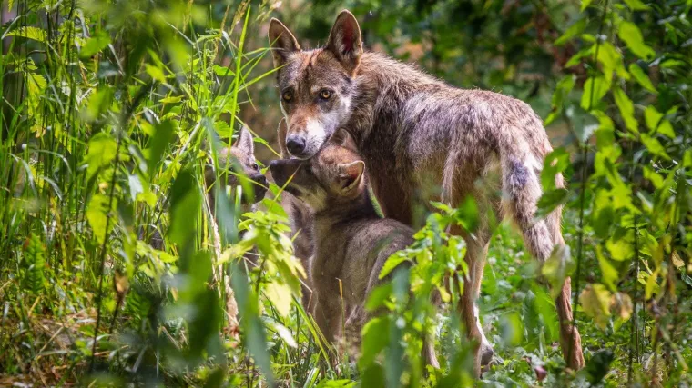 Vlasti: Vuk je strogo za&scaron;tićen; Stočari: Vlasti ne plaćaju dovoljno i plaćaju sporo, &scaron;tetu prebacuju na nas!