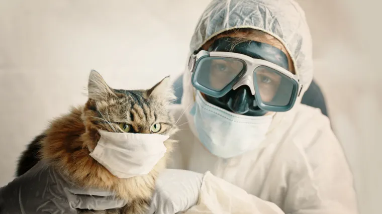 Raste zabrinutost da su one 'spremnik virusa', može li zaraza putovati i obrnuto?